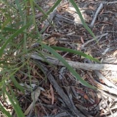 Acacia implexa at Hughes, ACT - 5 Apr 2020