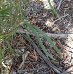 Acacia implexa at Hughes, ACT - 5 Apr 2020