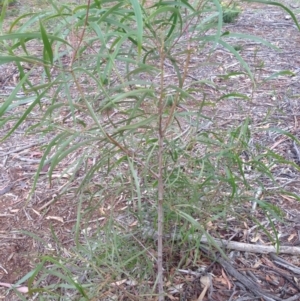 Acacia implexa at Hughes, ACT - 5 Apr 2020