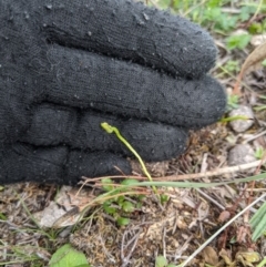 Ophioglossum lusitanicum (Adder's Tongue) at Tuggeranong Hill - 4 Apr 2020 by MattM