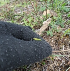 Ophioglossum lusitanicum at Tuggeranong DC, ACT - 5 Apr 2020