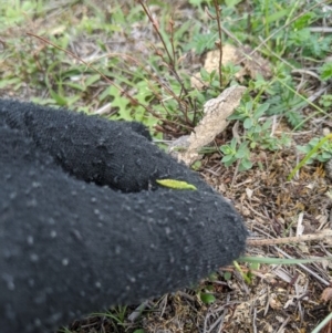 Ophioglossum lusitanicum at Tuggeranong DC, ACT - 5 Apr 2020