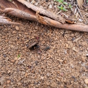 Rhytidoponera metallica at Queanbeyan West, NSW - 5 Apr 2020