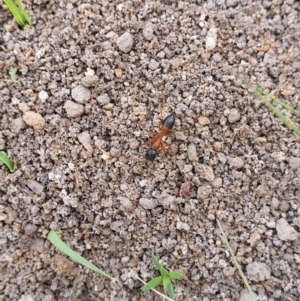 Camponotus consobrinus at Queanbeyan West, NSW - 5 Apr 2020 02:26 PM