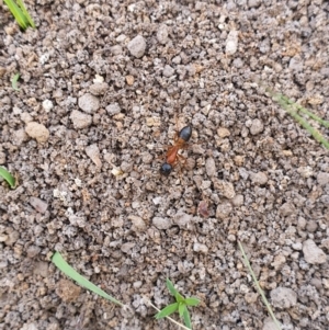 Camponotus consobrinus at Queanbeyan West, NSW - 5 Apr 2020