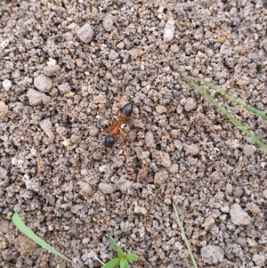 Camponotus consobrinus at Queanbeyan West, NSW - 5 Apr 2020 02:26 PM