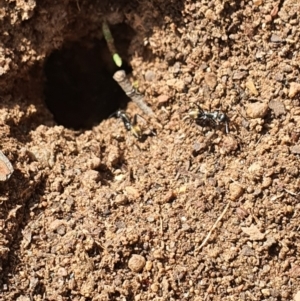 Camponotus aeneopilosus at Queanbeyan West, NSW - 5 Apr 2020