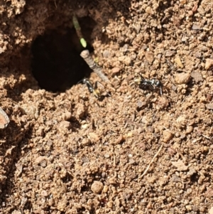 Camponotus aeneopilosus at Queanbeyan West, NSW - 5 Apr 2020 02:17 PM