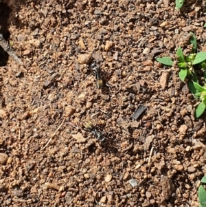 Camponotus aeneopilosus at Queanbeyan West, NSW - 5 Apr 2020