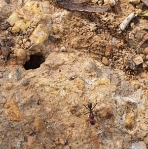 Iridomyrmex purpureus at Queanbeyan West, NSW - 5 Apr 2020