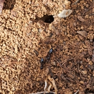 Crematogaster sp. (genus) at Queanbeyan West, NSW - 5 Apr 2020
