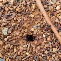 Iridomyrmex purpureus (Meat Ant) at Queanbeyan West, NSW - 5 Apr 2020 by Speedsta