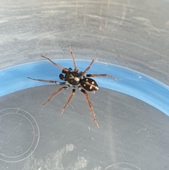 Habronestes sp. (genus) (An ant-eating spider) at Queanbeyan West, NSW - 4 Apr 2020 by Speedsta