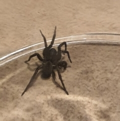 Lycosidae (family) (Wolf spider) at Queanbeyan West, NSW - 1 Apr 2020 by Speedsta