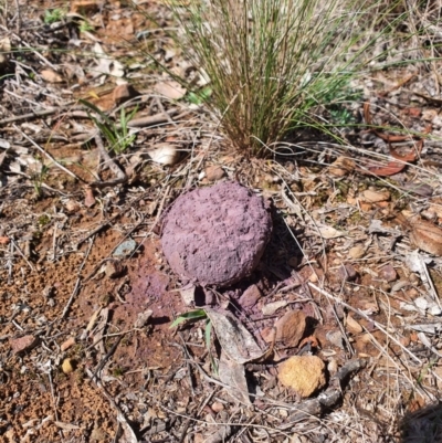 Calvatia cyathiformis at QPRC LGA - 31 Mar 2020 by Speedsta