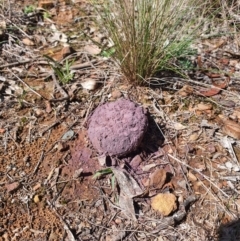 Calvatia cyathiformis at Queanbeyan West, NSW - 31 Mar 2020 by Speedsta