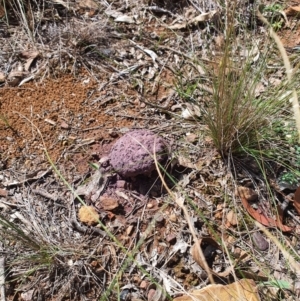 Calvatia cyathiformis at Queanbeyan West, NSW - 31 Mar 2020 01:50 PM