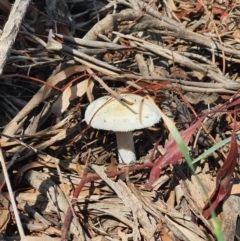 Unidentified Fungus at Jerrabomberra, NSW - 31 Mar 2020 by Speedsta