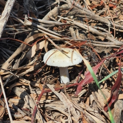 Unidentified Fungus at Hoover Reserve - 31 Mar 2020 by Speedsta