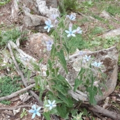 Oxypetalum coeruleum (Tweedia or Southern Star) at Isaacs Ridge and Nearby - 4 Apr 2020 by Mike