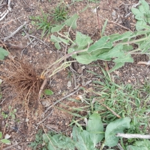 Oxypetalum coeruleum at Jerrabomberra, ACT - 5 Apr 2020