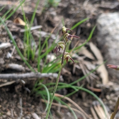 Corunastylis clivicola (Rufous midge orchid) at Tuggeranong Hill - 4 Apr 2020 by MattM
