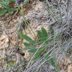 Plantago varia (Native Plaintain) at Tuggeranong Hill - 4 Apr 2020 by MattM