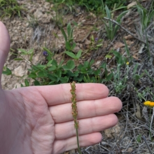 Plantago varia at Theodore, ACT - 5 Apr 2020