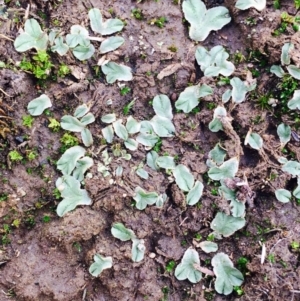 Riccia sp. (genus) at O'Connor, ACT - 5 Apr 2020