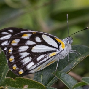 Belenois java at Googong, NSW - 5 Apr 2020 02:28 PM