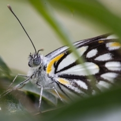 Belenois java at Googong, NSW - 5 Apr 2020