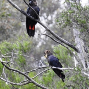 Calyptorhynchus lathami lathami at Karabar, NSW - suppressed