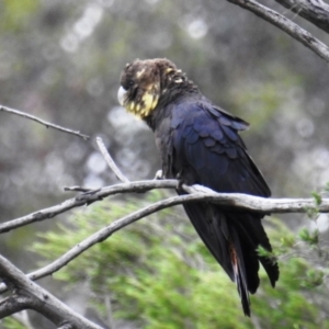 Calyptorhynchus lathami lathami at Karabar, NSW - suppressed