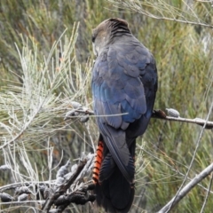 Calyptorhynchus lathami lathami at Karabar, NSW - suppressed