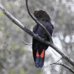 Calyptorhynchus lathami lathami at Karabar, NSW - 5 Apr 2020