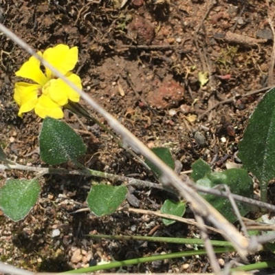Goodenia hederacea (Ivy Goodenia) at Jerrabomberra, ACT - 5 Apr 2020 by KL