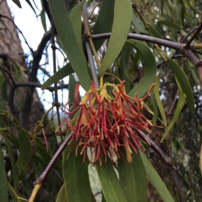 Amyema miquelii (Box Mistletoe) at Isaacs Ridge and Nearby - 5 Apr 2020 by KL