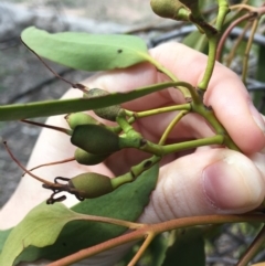 Amyema miquelii at Jerrabomberra, ACT - 5 Apr 2020 12:52 PM