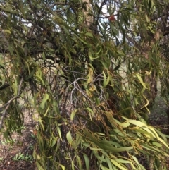 Amyema miquelii at Jerrabomberra, ACT - 5 Apr 2020 12:52 PM