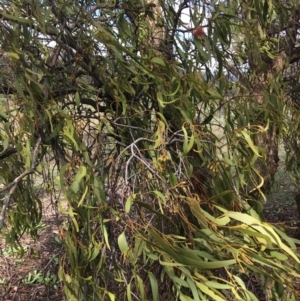 Amyema miquelii at Jerrabomberra, ACT - 5 Apr 2020 12:52 PM