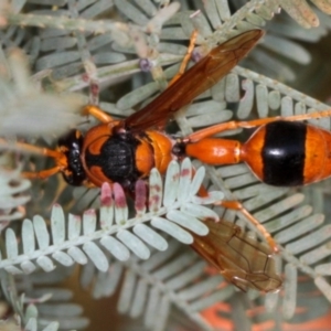 Delta bicinctum at Dunlop, ACT - 3 Jan 2010