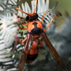 Delta bicinctum at Dunlop, ACT - 3 Jan 2010