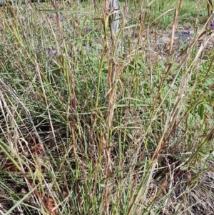 Cymbopogon refractus at Calwell, ACT - 4 Apr 2020