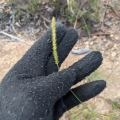 Setaria sp. (Pigeon Grass) at Theodore, ACT - 4 Apr 2020 by MattM
