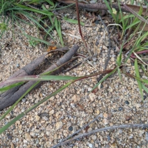 Setaria sp. at Theodore, ACT - 5 Apr 2020