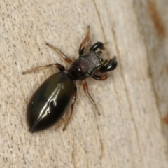 Rhombonotus gracilis (Graceful Ant Mimic) at Dunlop, ACT - 30 Nov 2012 by Bron
