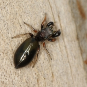 Rhombonotus gracilis at Dunlop, ACT - 30 Nov 2012 11:17 AM