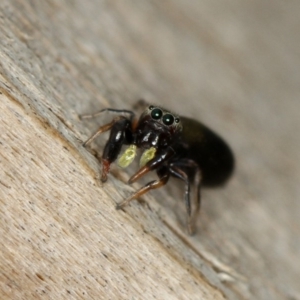 Rhombonotus gracilis at Dunlop, ACT - 30 Nov 2012 11:17 AM