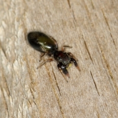 Rhombonotus gracilis at Dunlop, ACT - 30 Nov 2012 11:17 AM