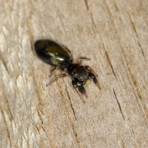 Rhombonotus gracilis at Dunlop, ACT - 30 Nov 2012 11:17 AM